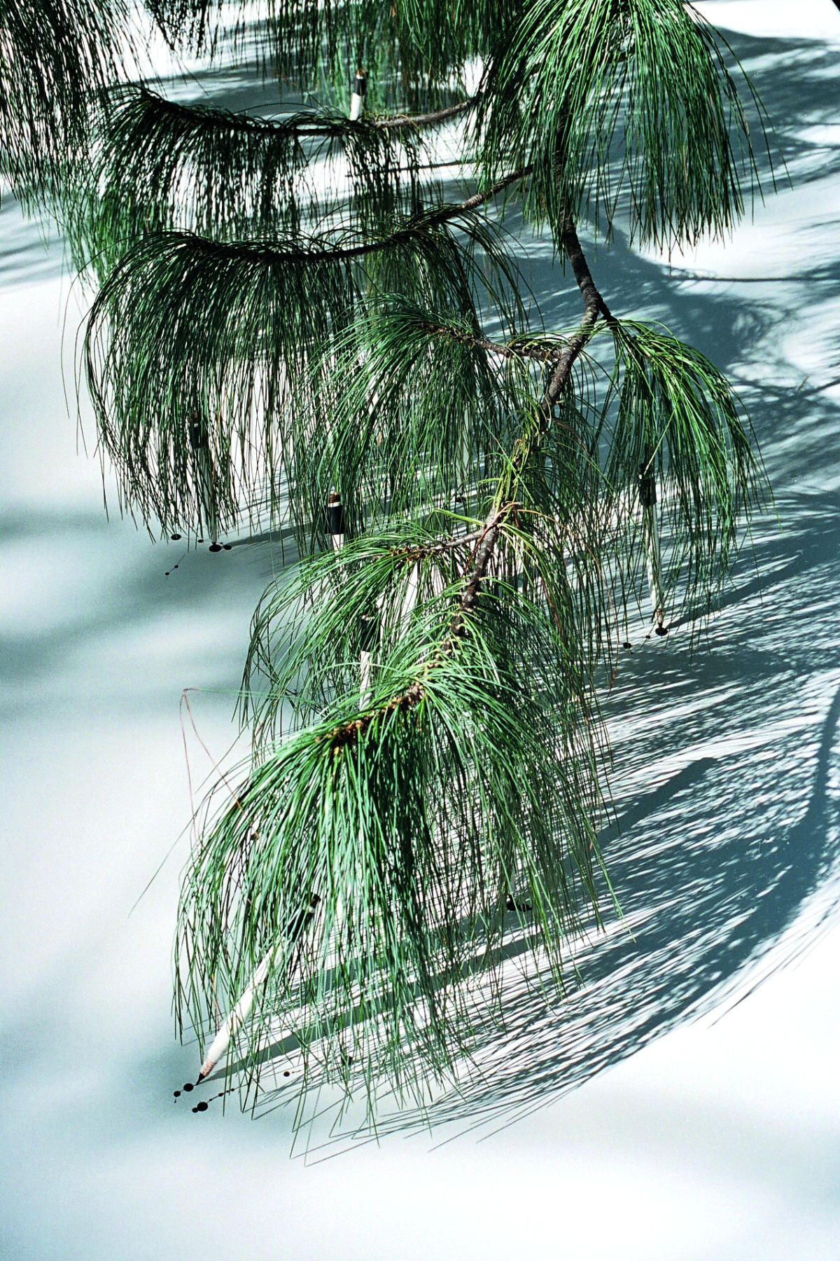 Tim Knowles, Tree Drawing. Foto: Tim Knowles.