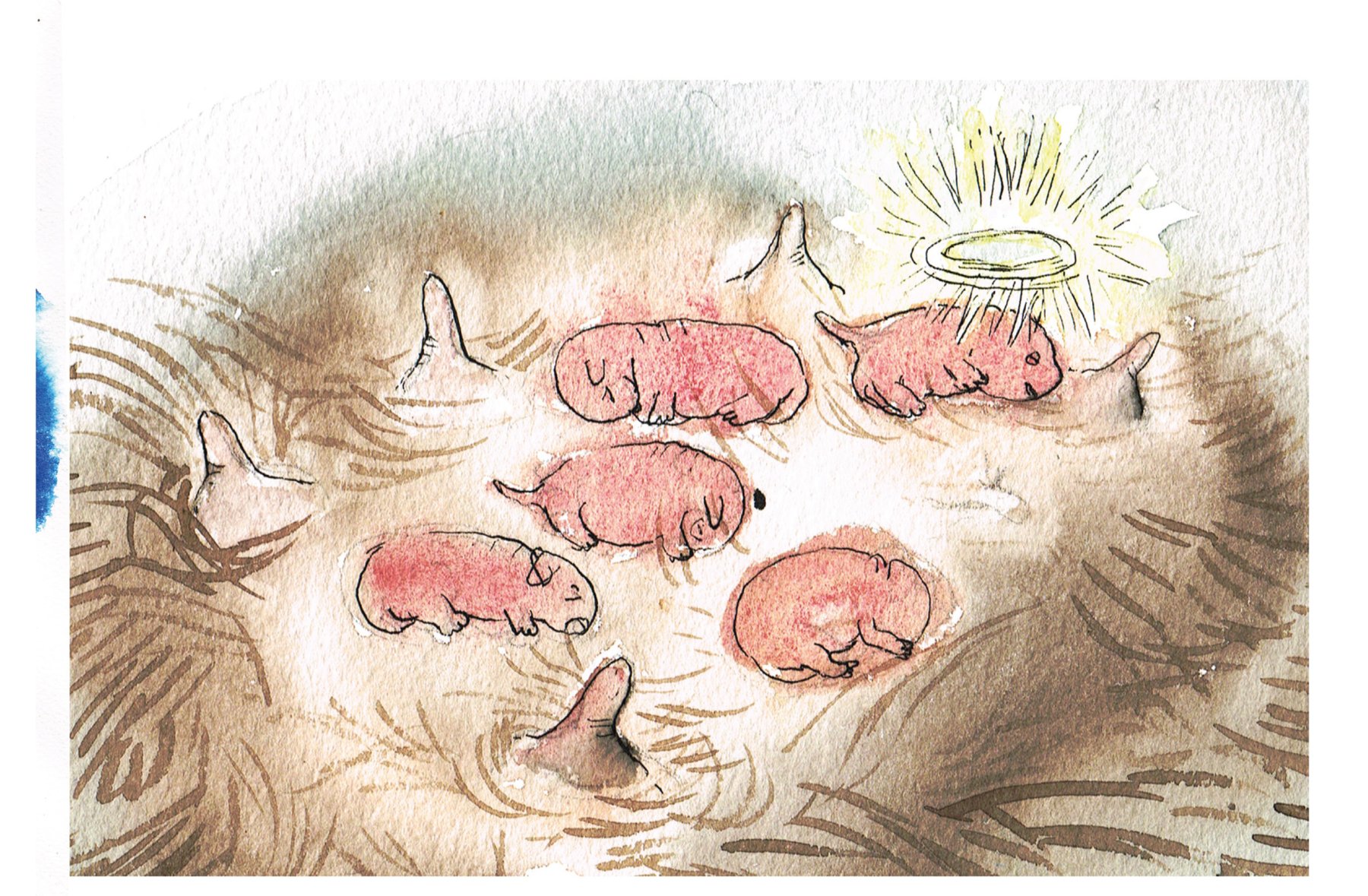 Fra *Le printemps, l’été, l’automne, l’hiver*