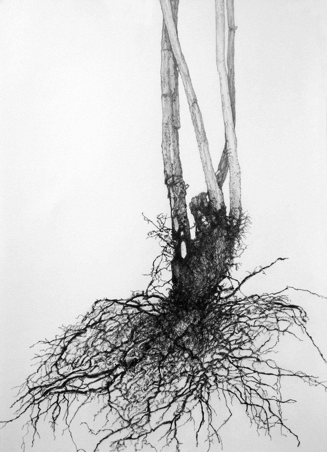 Danuta Haremska *Growth XII* (2020), blyant på papir.