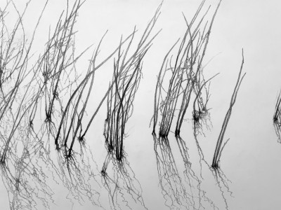 Stillfarende budbringer av Stillfarende budbringer